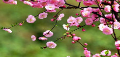 北京美林花园：动人春花不须多