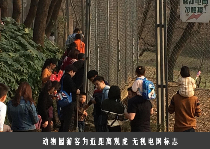 动物园游客为近距离观虎 无视电网标志