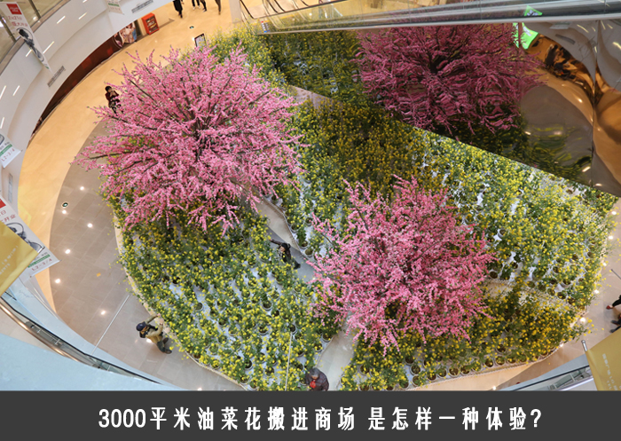 3000平米油菜花搬进商场 是怎样一种体验?
