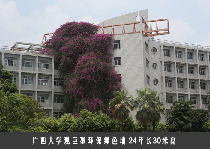 广西大学现巨型环保绿色墙 24年长30米高