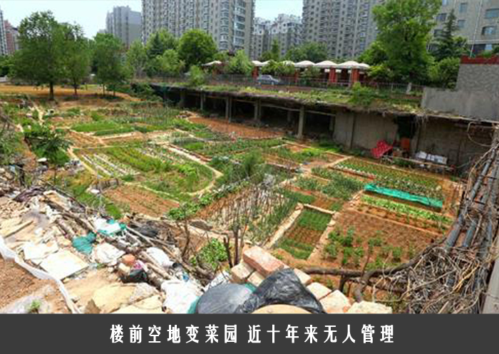 楼前空地变菜园 近十年来无人管理