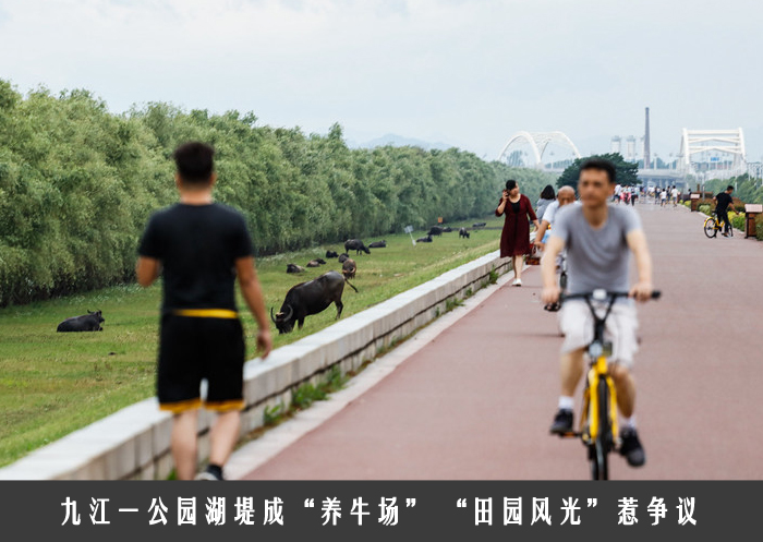 九江一公园湖堤成“养牛场” 田园风光惹争议