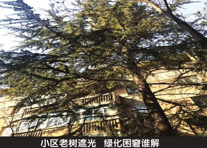 小区老树遮光  绿化困窘谁解